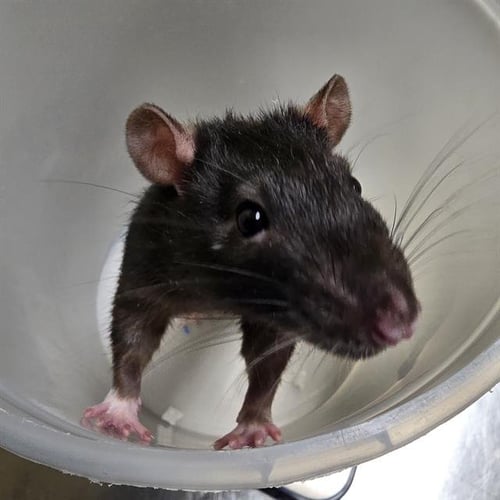 BOO - Rat available for adoption