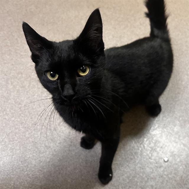 MARCUS - Domestic Short Hair available for adoption