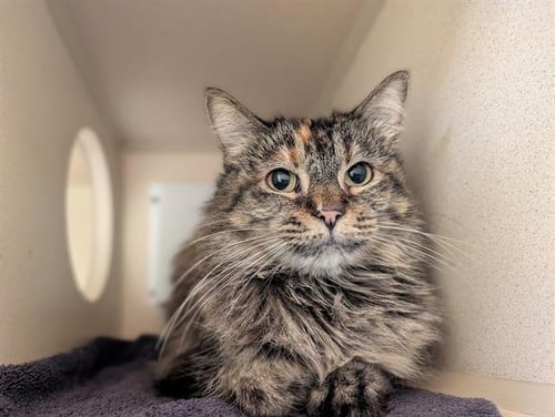 PUDDIES - Domestic Medium Hair available for adoption