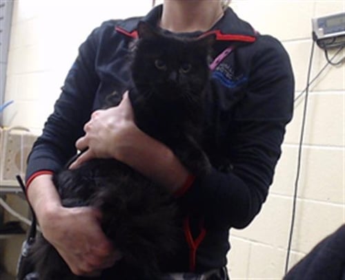 MIDNIGHT - Domestic Medium Hair available for adoption