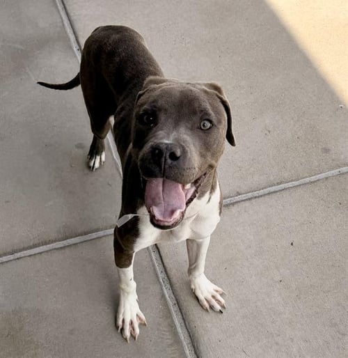 MILO - Pit Bull Terrier / Pointer for adoption in Lakewood