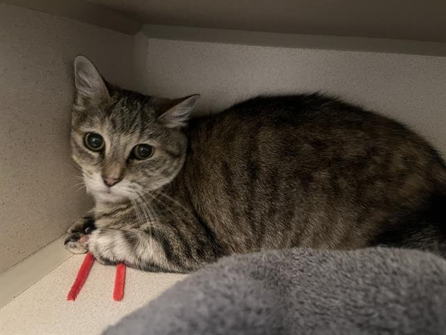 MIMI Image