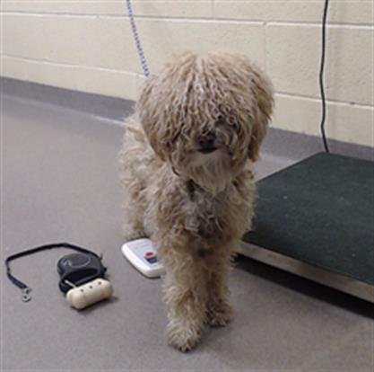 ADDIE - Poodle (Miniature) available for adoption