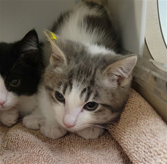 BABY - Domestic Short Hair available for adoption