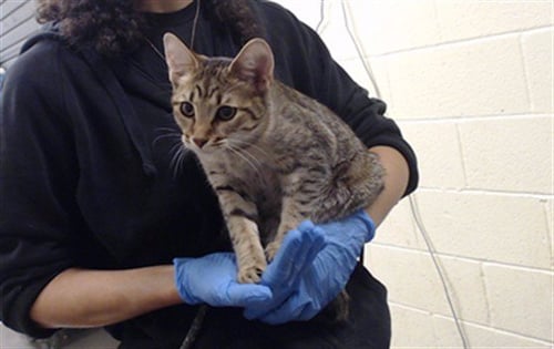 PENELOPE - Domestic Short Hair available for adoption
