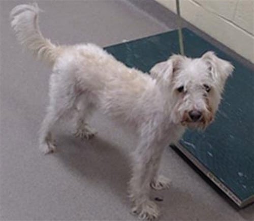 CHARLIE - Cairn Terrier / Miniature Schnauzer available for adoption