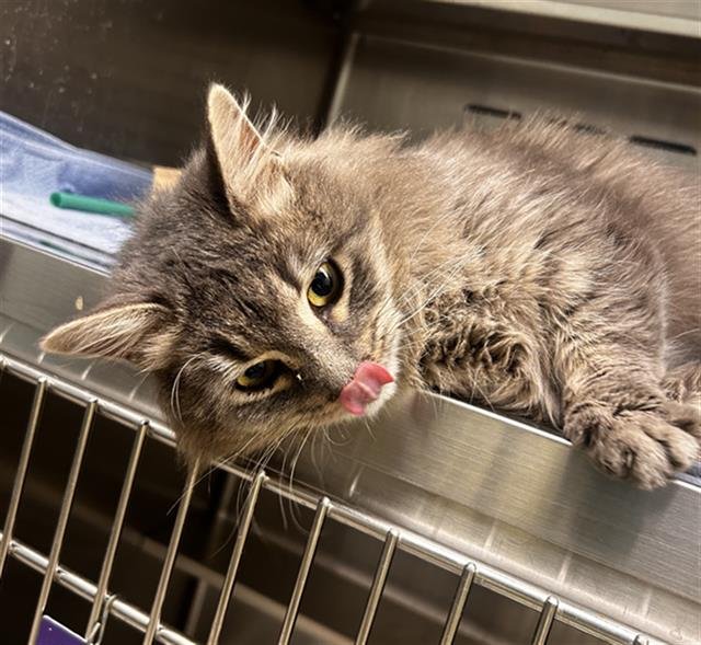 ARWEN - Domestic Medium Hair available for adoption