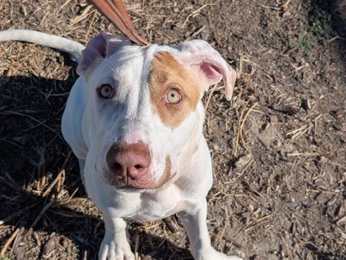 KOOPA TROOPA - Pit Bull Terrier available for adoption