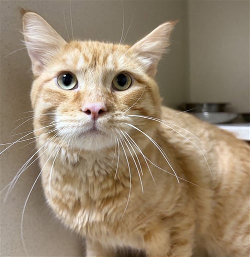 SPONGE BOB - Domestic Medium Hair available for adoption