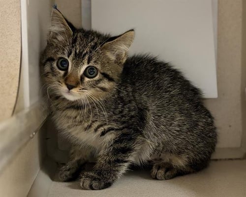DUA LAPAW - Domestic Short Hair available for adoption