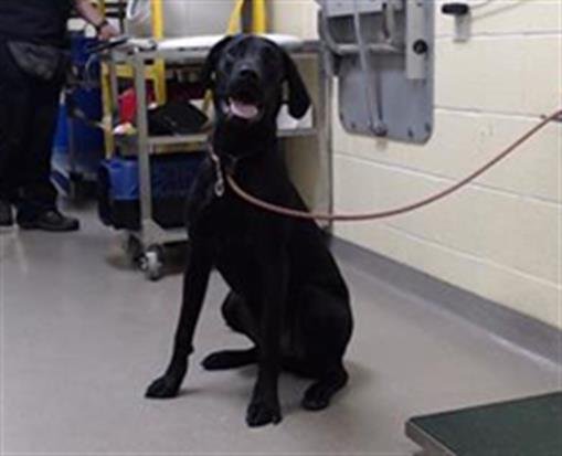 SANZON - Labrador Retriever available for adoption