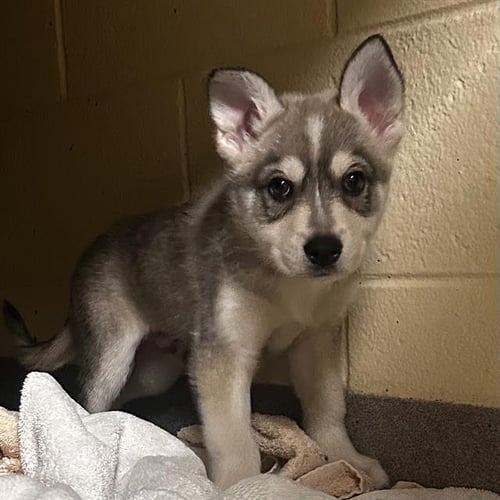 COURAGE - Siberian Husky available for adoption