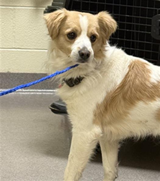 BAGGINS - French Brittany / Chihuahua available for adoption