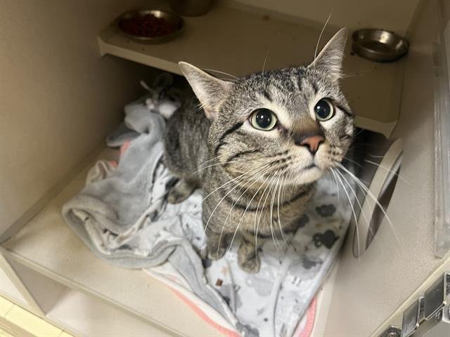 MALACHI - Domestic Short Hair available for adoption