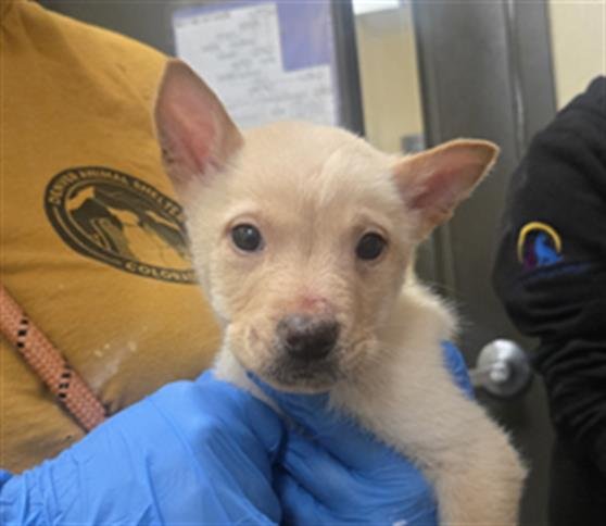 JAE - Chow Chow available for adoption
