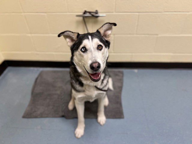 ZETA - Siberian Husky available for adoption