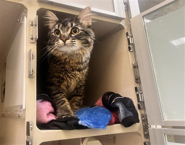 DEKU - Domestic Long Hair available for adoption