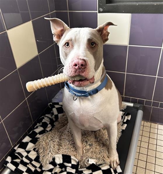 VISERYS - American Pit Bull Terrier / Bull Terrier available for adoption