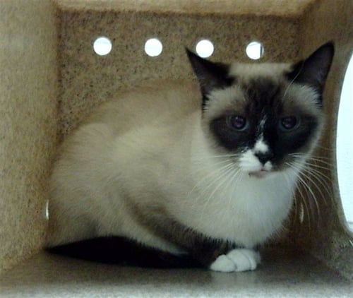 CHICKADEE - Siamese available for adoption