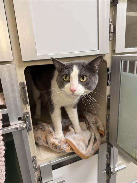 SEBASTIAN - Domestic Short Hair available for adoption