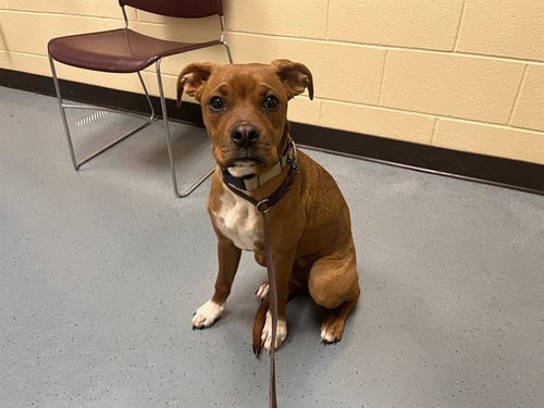 DROPLET - Boxer available for adoption