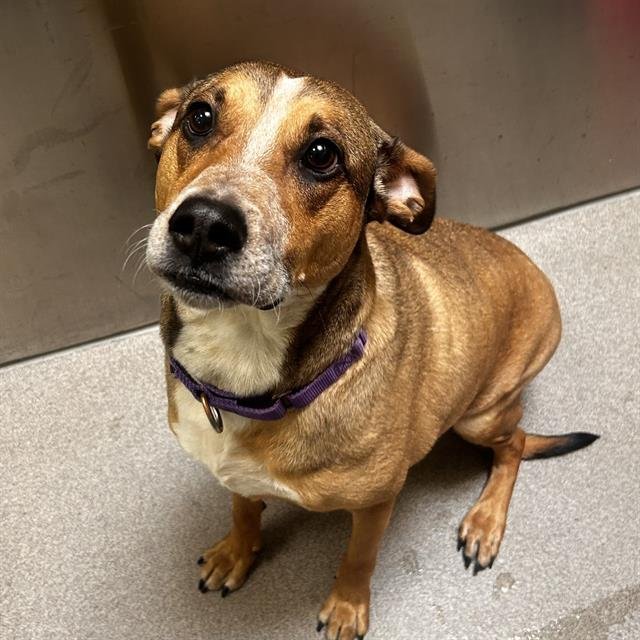TOAST - Labrador Retriever / Queensland Heeler available for adoption