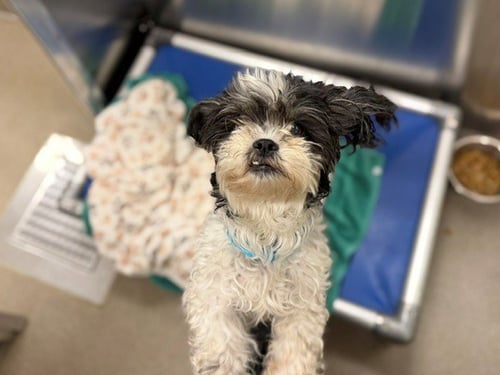 EUMAEUS - Shih Tzu available for adoption