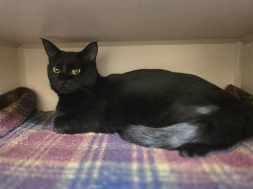 MIDNIGHT - Bombay available for adoption