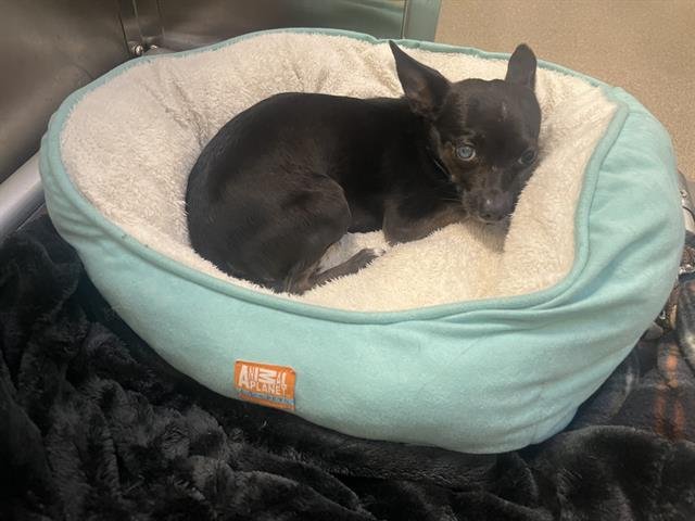 PINGUINO - Chihuahua available for adoption