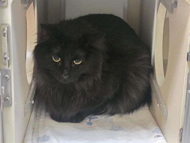 TOUCAN - Domestic Long Hair available for adoption