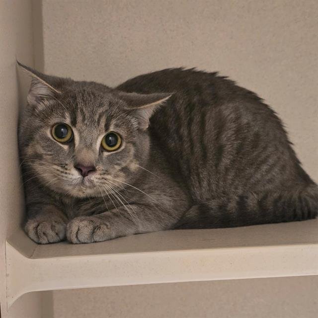 BRAVEHEART - Domestic Short Hair available for adoption