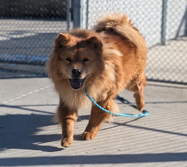 CUREE - Chow Chow available for adoption