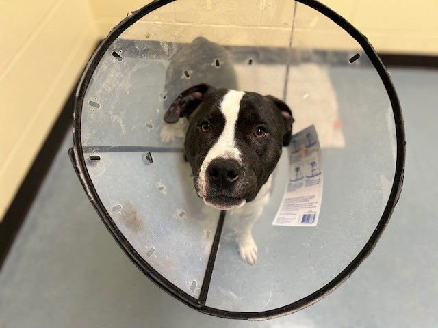 MARK FROM FINANCE - American Pit Bull Terrier available for adoption