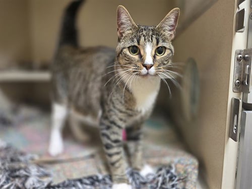 YUUMI - Domestic Short Hair for adoption in Denver