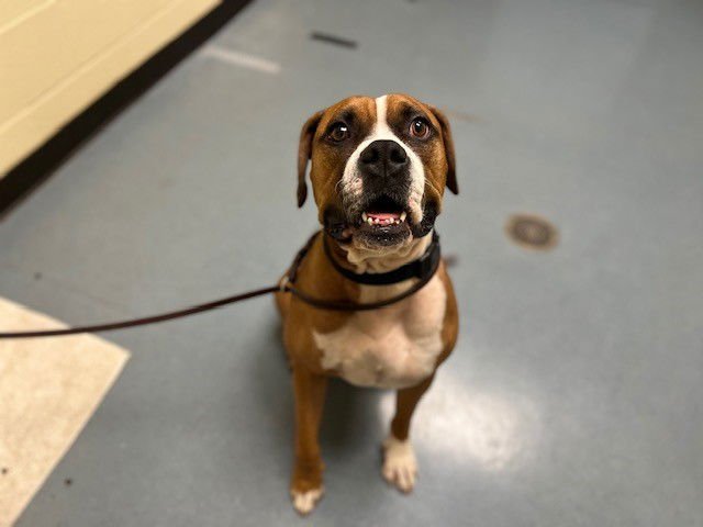 SIMBA - Boxer available for adoption