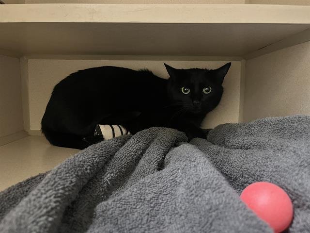 JADE - Domestic Short Hair available for adoption