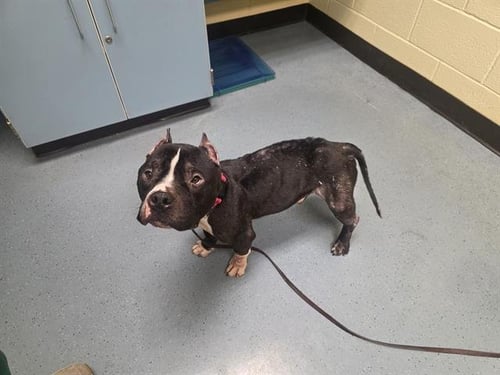 RAPHAEL - American Pit Bull Terrier available for adoption