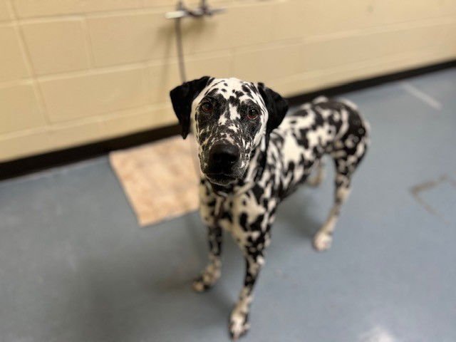 MANGO - Dalmatian available for adoption