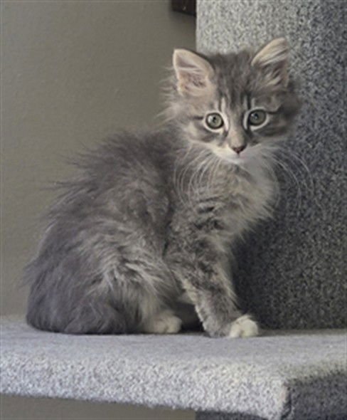 EESTI - Domestic Short Hair available for adoption