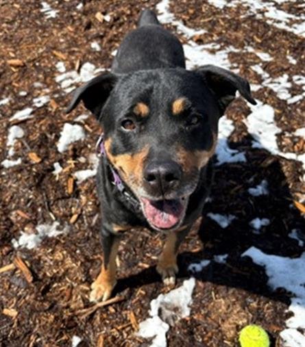 LADY - Rottweiler available for adoption