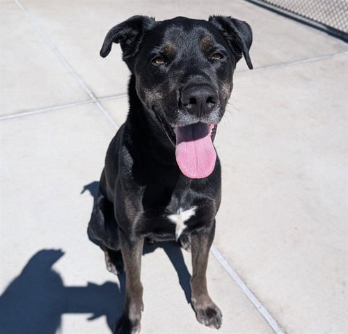 JOURNEY - German Shepherd Dog available for adoption