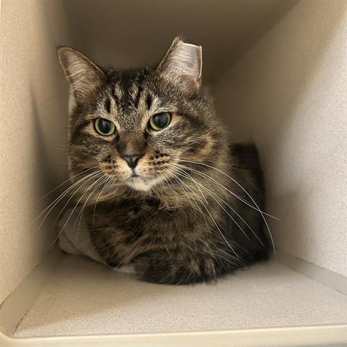 ALICE - Domestic Long Hair available for adoption