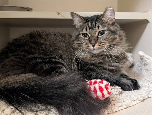 ALICE - Domestic Long Hair available for adoption