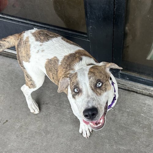 ACE - Catahoula Leopard Dog / Basset Hound available for adoption
