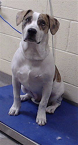 ACE - Catahoula Leopard Dog / Basset Hound available for adoption