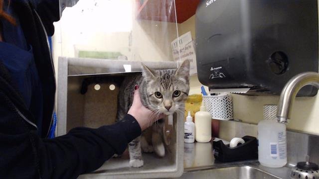 FRECKLES - Domestic Short Hair available for adoption