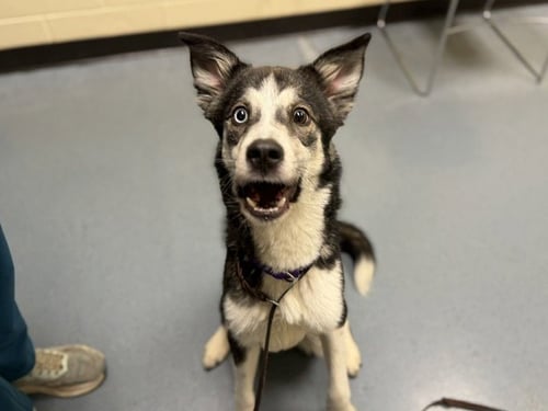 WALKER - Siberian Husky / Australian Cattle Dog/Blue Heeler for adoption in Denver