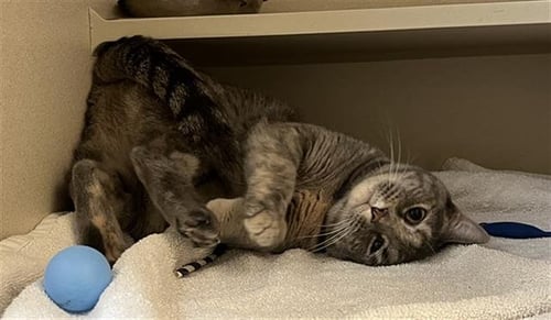 FEYA - Domestic Short Hair available for adoption
