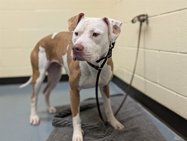 DELANEY - American Pit Bull Terrier available for adoption