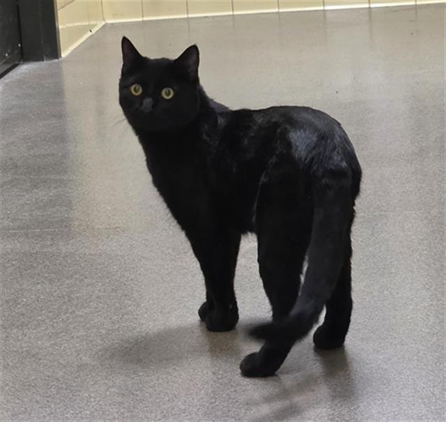 ORION - Domestic Short Hair available for adoption